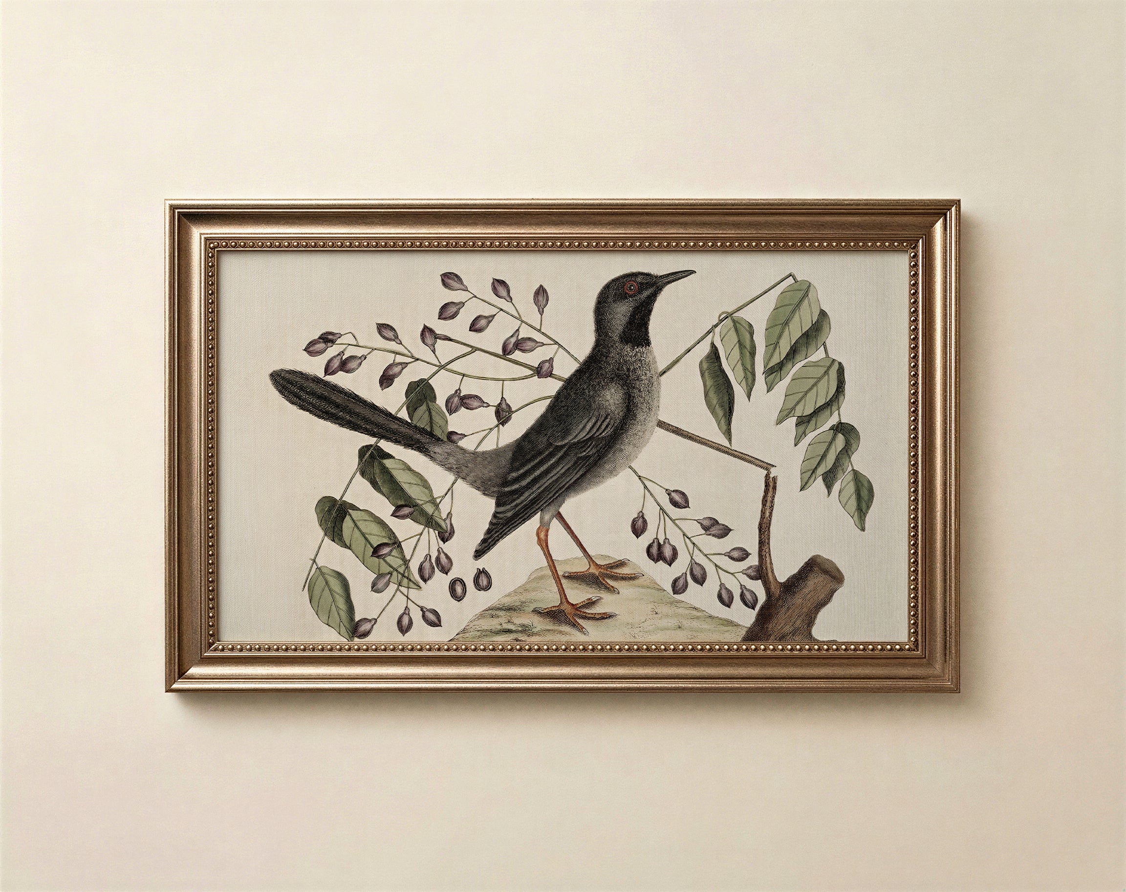 Vintage bird botanical art for Frame TV in charcoal sage green and muted plum on warm parchment